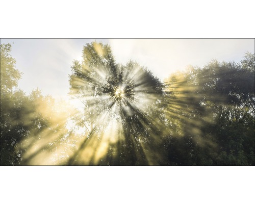 Rayons de soleil perçant la canopée