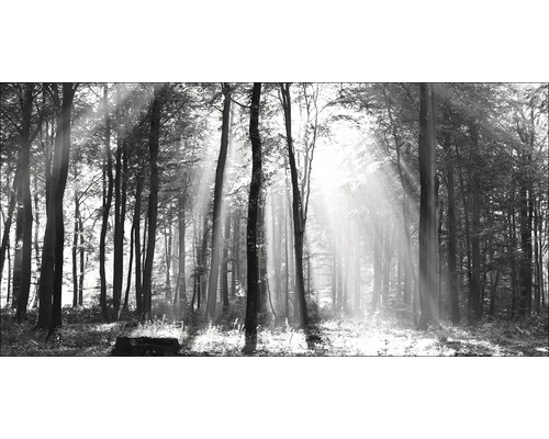 Tableau sur toile giclée Sun drenched forest I 50x100 cm