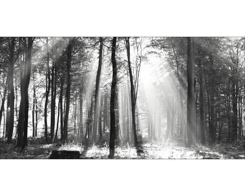 Tableau sur toile giclée Sun drenched forest I 60x120 cm