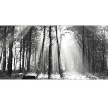 Tableau sur toile giclée Sun drenched forest I 80x160 cm