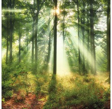 Sonnendurchfluteter Wald mit hohen Bäumen und Unterholz