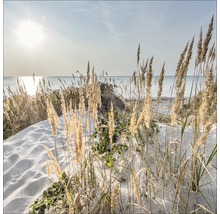 Strandhafer auf einer Sanddüne am Meer