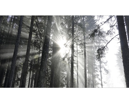 Tableau sur toile giclée Sundrenched Forest IV 60x120 cm