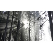 Tableau sur toile giclée Sundrenched Forest IV 80x160 cm