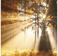 Forêt ensoleillée avec arbres et brouillard