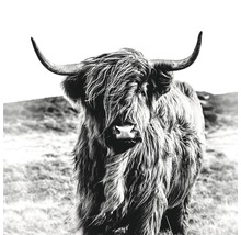 Giclée Leinwandbild Highland Cattle 100x100 cm