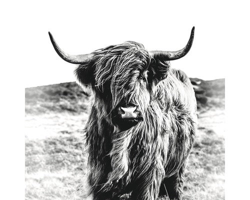 Giclée Leinwandbild Highland Cattle 100x100 cm