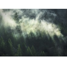 Le brouillard traverse une forêt avec de nombreux conifères.