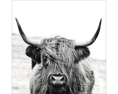 Tableau en verre Scottish Highland cattle II 20x20 cm
