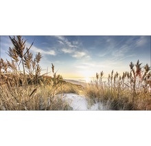 Strandhafer in Küstennähe bei Sonnenaufgang