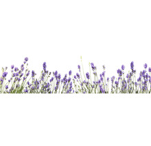 Rangée de fleurs de lavande