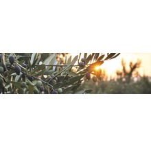 Branche d''olivier avec olives et feuilles