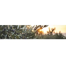 Branche d''olivier avec des olives à contre-jour
