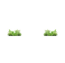 Diverses plantes aromatiques, dont le basilic et le persil