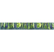 Des bottes d''herbes différentes sont suspendues à un mur en bois.
