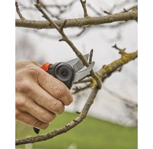 Eine Person schneidet mit einer Gartenschere einen Ast.