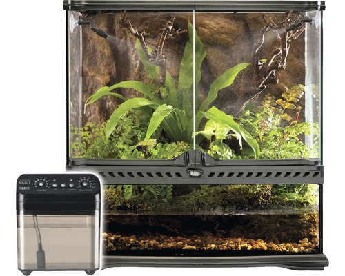 Terrarium avec système d''humidification et végétation luxuriante