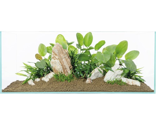 Aquarium avec plantes et pierres