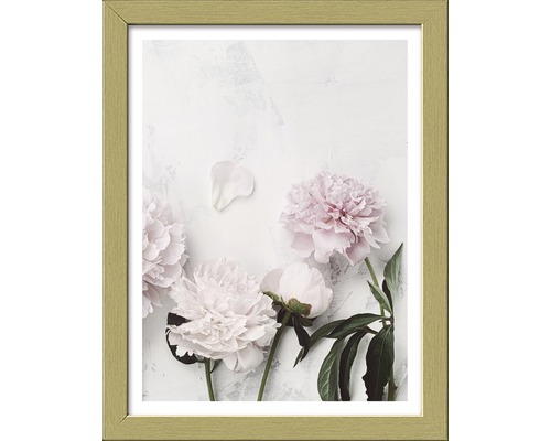 Gerahmtes Bild Peonies II 19x24 cm Gerahmtes Bild mit floralem Motiv