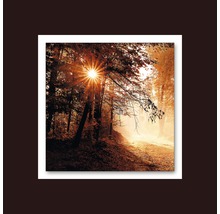 Image décorative d''une forêt avec la lumière du soleil