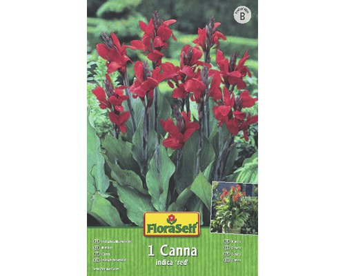 Blumenzwiebel FloraSelf Canna Greenleaves Red 1 Stk