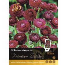 Paquet de 12 renoncules violettes
