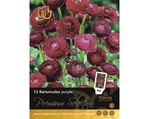 Bulbes de renoncules Premium 'Purple' 12 pièces