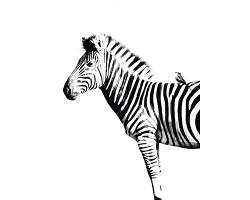 Impression d'art Zebra 18x24 cm