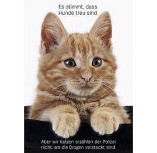 Portrait d''un chat roux avec un texte sur la fidélité des chiens