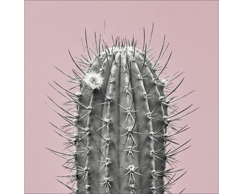 Tableau sur toile Cactus I 50x50 cm