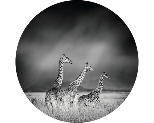 Papier peint panoramique intissé HRBC000005 Girafes noir et blanc Ø 95 cm