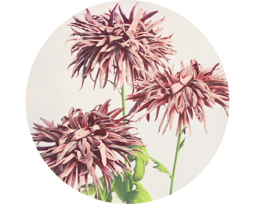 Papier peint panoramique intissé HRBC000035 Chrysanthèmes Ø 95 cm Illustration de trois fleurs de chrysanthème