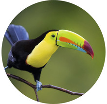 Papier peint panoramique intissé HRBC000060 Toucan Ø 95 cm