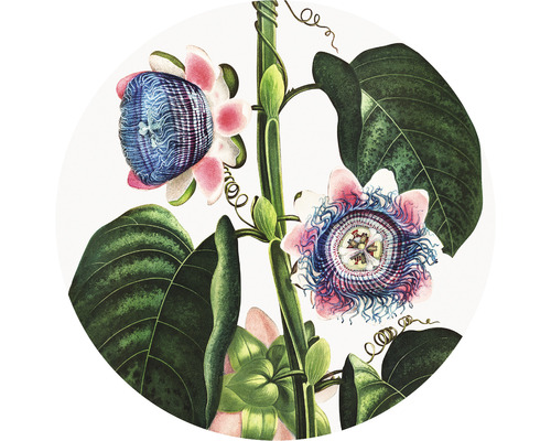Papier peint panoramique intissé HRBC000078 Thornton passiflore Ø 95 cm Illustration d''une fleur de la passion avec des fleurs et des feuilles
