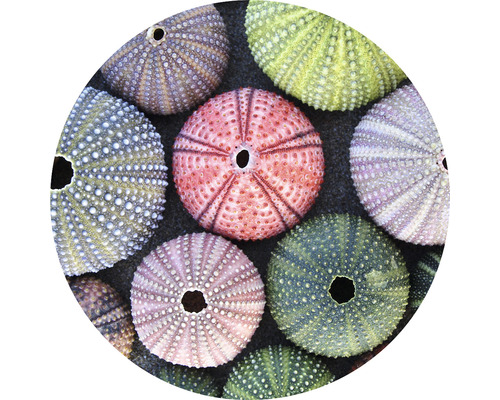 Papier peint panoramique intissé HRBC000096 Coquillage oursin Ø 95 cm Coquilles d''oursins multicolores