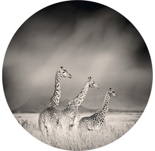 Papier peint panoramique intissé HRBC100004 Girafes Ø 142,5 cm