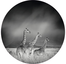 Fototapete Vlies HRBC100005 Giraffen schwarz-weiß Ø 142,5 cm