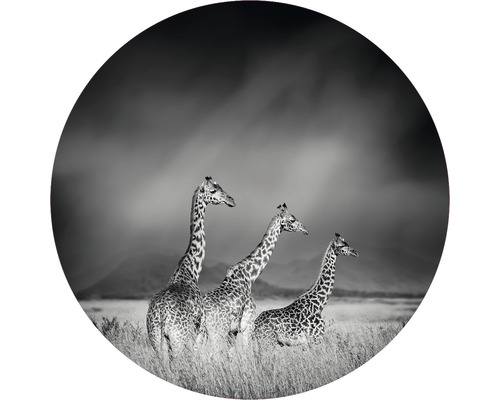 Papier peint panoramique intissé HRBC100005 Girafes noir et blanc Ø 142,5 cm