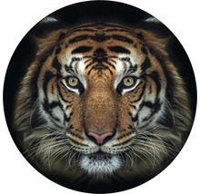 Papier peint panoramique intissé HRBC100009 Tigre Ø 142,5 cm