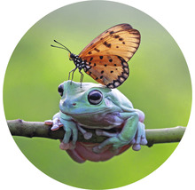 Papier peint panoramique intissé HRBC100012 Grenouille + Papillon Ø 142,5 cm