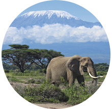 Fototapete Vlies HRBC100082 Kilimanjaro Elefant Ø 142,5 cm