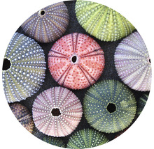 Papier peint panoramique intissé HRBC100096 Coquillage oursin Ø 142,5 cm