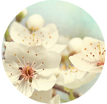 Gros plan de fleurs blanches avec du pollen