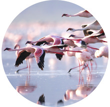 Fototapete Vlies HRBC200003 Flamingo Ø 190 cm
