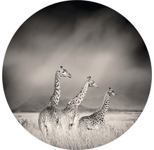 Papier peint panoramique intissé HRBC200004 Girafes Ø 190 cm