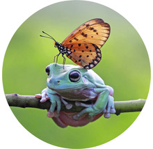 Papier peint panoramique intissé HRBC200012 Grenouille + Papillon Ø 190 cm
