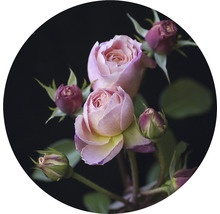 Nahaufnahme von rosa Rosen mit Knospen