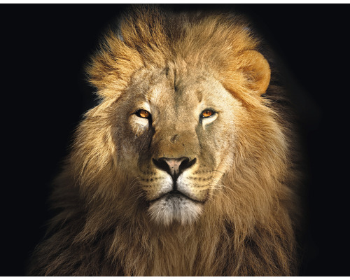 Papier peint panoramique intissé HRBP000001 Lion 5 pces 243 x 184 cm Portrait d''un lion avec une crinière