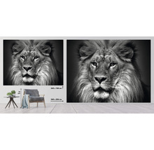 Papier peint panoramique intissé HRBP000002 Lion noir et blanc 5 pces 243 x 184 cm