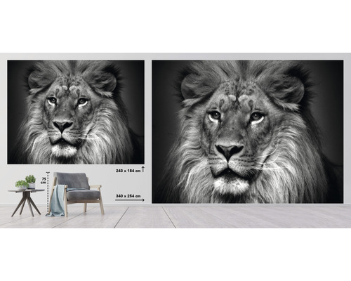 Fototapete mit Löwenmotiv in Schwarzweiß, 340 x 254 cm